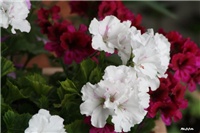 5d3b91f6-IMG_7208 engleska pelargonija.jpg